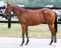2012 Fasig-Tipton July Sale