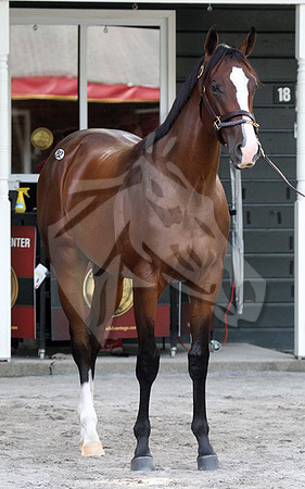 Hip82FTS21