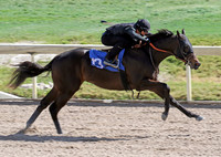 2016 Fasig-Tipton Florida Sale