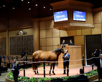 Hip126Ava'sGrace2-26FTK3102