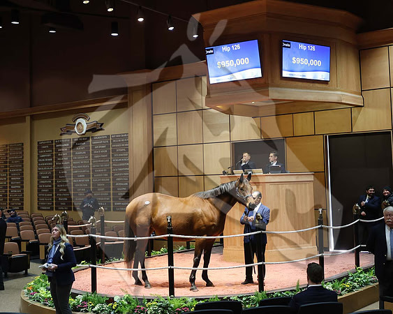 Hip126Ava'sGrace2-26FTK3102