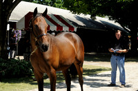 2014 Fasig-Tipton New York Bred Preferred Yearling Sale