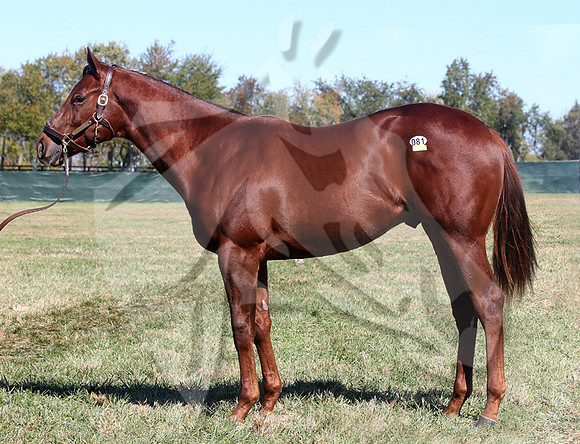 Hip81FTK10-13FTK44