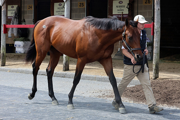 Hip452FTMD5-14-26FTK6387