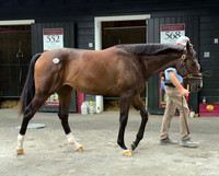 Hip333FTSNY8-16-26FTK30