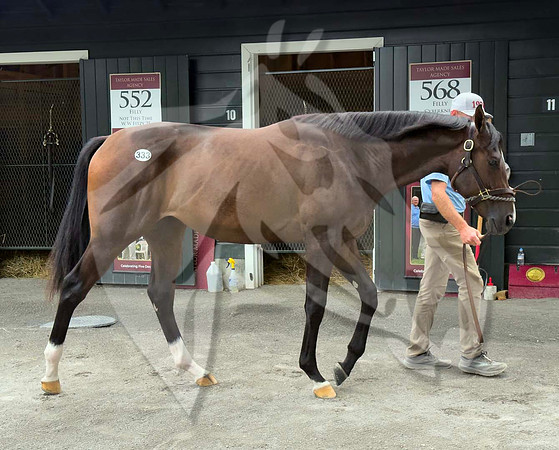Hip333FTSNY8-16-26FTK30