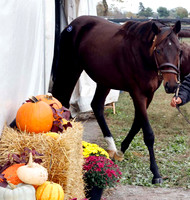 Scenics10-17-26FTK2471