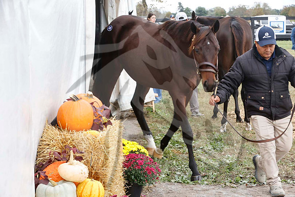 Scenics10-17-26FTK2430