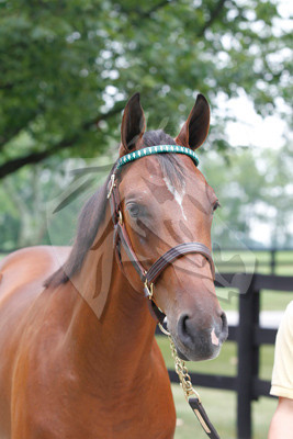 Hip7FTK7-10ZTT46