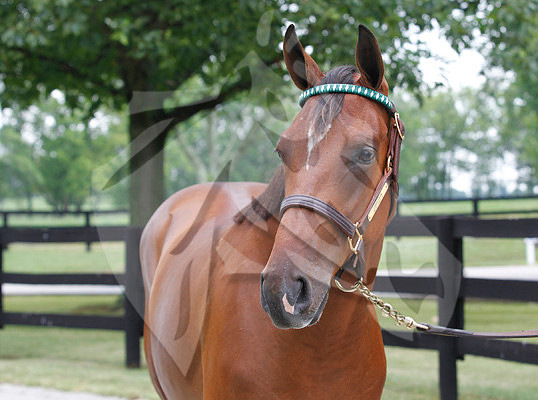 Hip7FTK7-10ZTT53