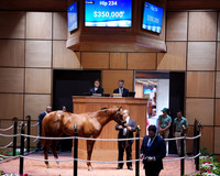 Hip234FTK7-24FTK986