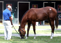 Hip48FTS38
