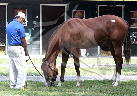 Hip48FTS38