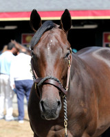 FT NY Bred Yearlings 8-21