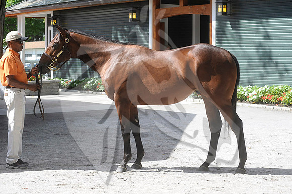 hip354_02a_ft08_13_nybred_hr