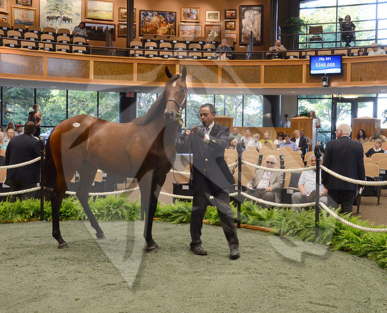 hip351_09a_ft08_13_nybred_hr