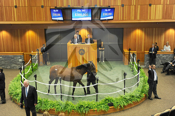 hip207_01a_ft08_13_nybred_hr