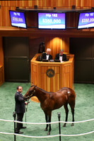 2014 Fasig-Tipton Saratoga Sale Horses