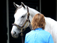 Hip81FTS79