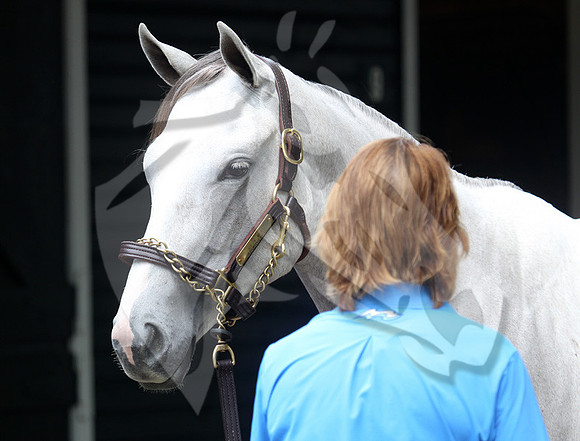 Hip81FTS79