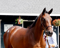 FT NY Bred Yearlings 8-21