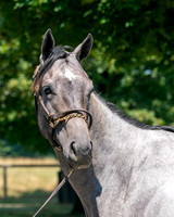 Hip309FTNY8-25FTKpsd