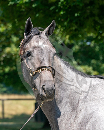 Hip309FTNY8-25FTKpsd