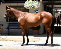 Hip245FTK7-24FTK