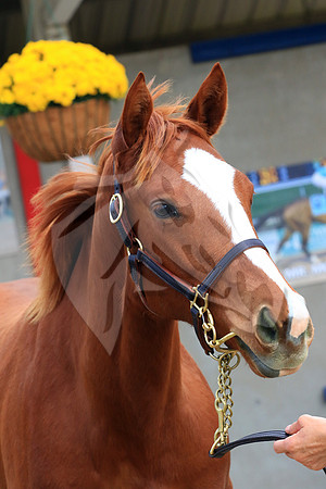 Hip72FTK11-22FTK0479