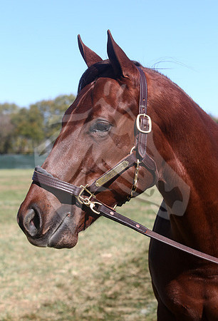 Hip81FTK10-13FTK54