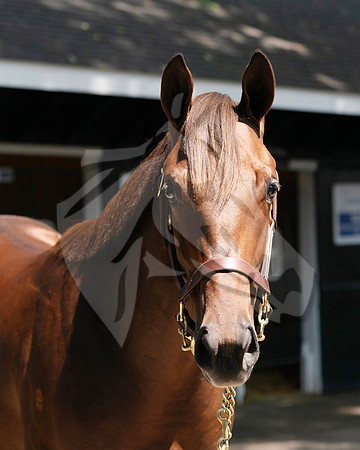 Hip331FTNY8=25FTK