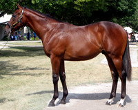 2014 Fasig-Tipton July Sale