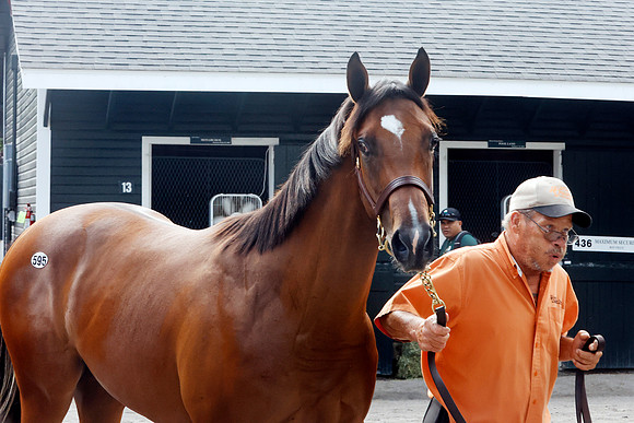 Hip595FTNY8-24FTK819